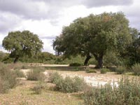 Bosque